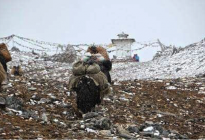 Jomolhari Laya Gasa Trek in Bhutan